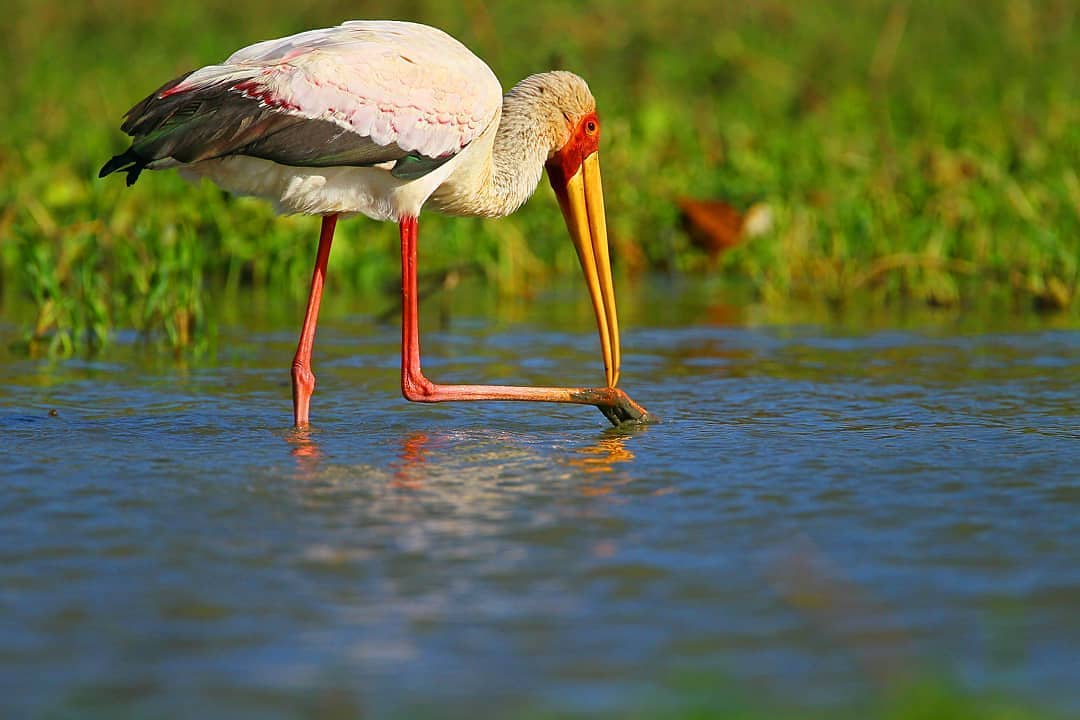 Djoudj National Bird Park bn