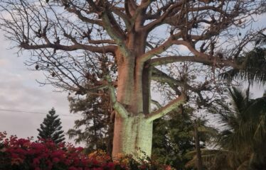 Belle villa meublée f4 à louer à saly